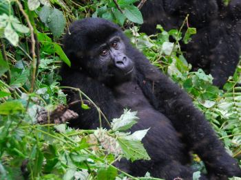 Bwindi - berggorilla's